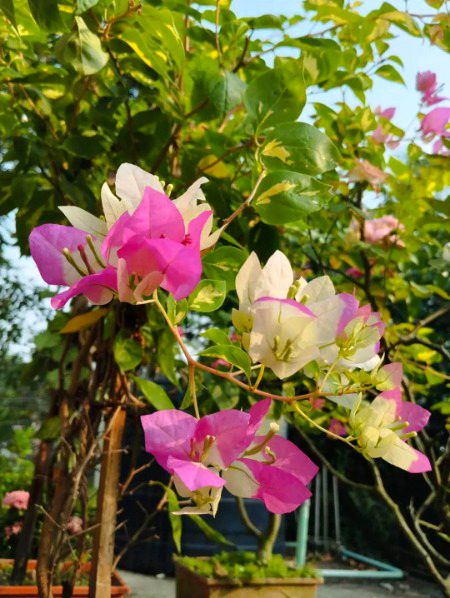 Beautiful Nature image