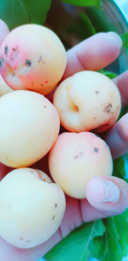 Apricots kal maine utarin 🙈🙈 Khao sb..n1 .n5 Bht meethi hain reaLLy 😊