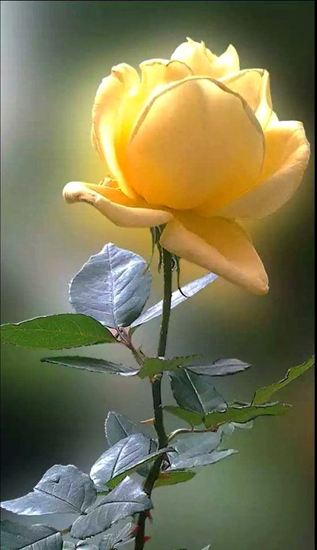 🌺🌻🌹🍀🌷🌺🌻🌹🍀🌷🌸🌺🌻🌹🍀🌷🌸🌺🌻🌹🍀🌷🌸🌺🌻🌹🍀🌷🌸🌺🌻🌹🍀🌷