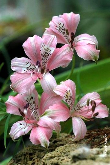 Beautiful Nature image