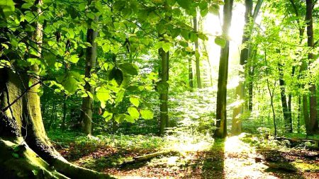 Beautiful Nature image