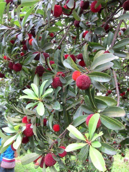 Beautiful Nature image