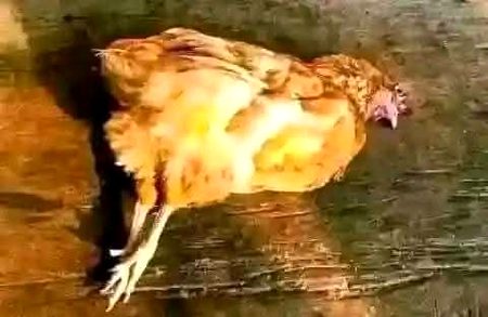 میں نے آج مرغی کو گرم پانی سے نہلایا🐓🐔
کہ ابلا ہوا انڈا دے گی 🥚🍽️🍳
مگر وہ ابھی تک سو رہی ہے 😔🙁 کوئی بتائے گا کیوں....?! 🤔🤔