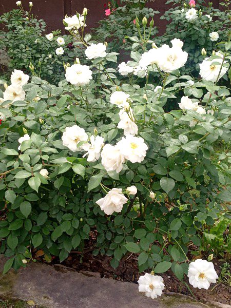 Beautiful Nature image