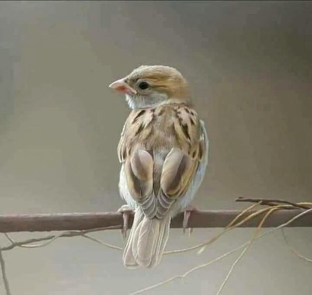 Beautiful Nature image