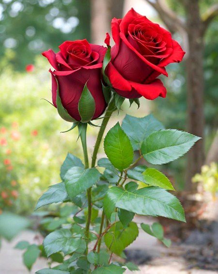 Beautiful Nature image