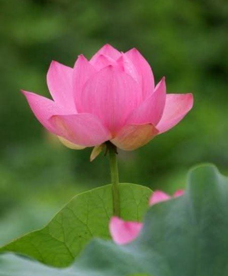 Beautiful Nature image