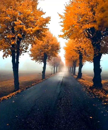 Beautiful Nature image