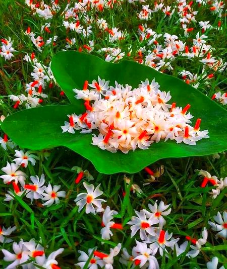 Beautiful Nature image