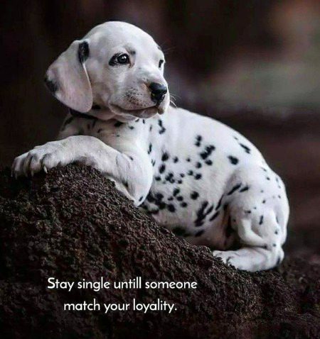 Stay single....