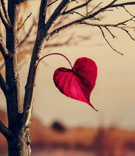 Beautiful Nature image