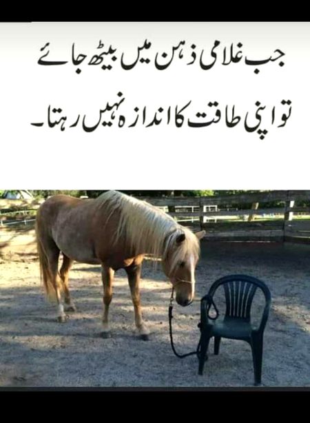 Memes & Satire image