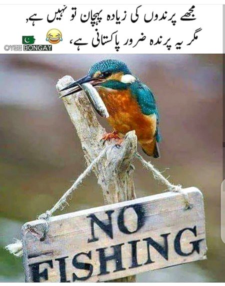Memes & Satire image