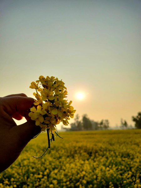 Beautiful Nature image