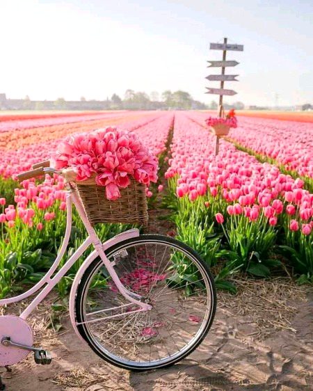Beautiful Nature image