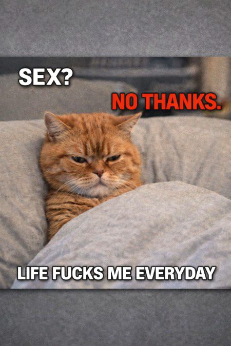 Memes & Satire image