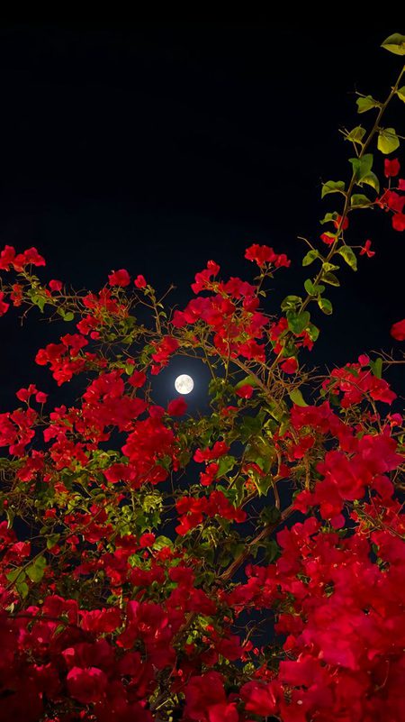 Beautiful Nature image