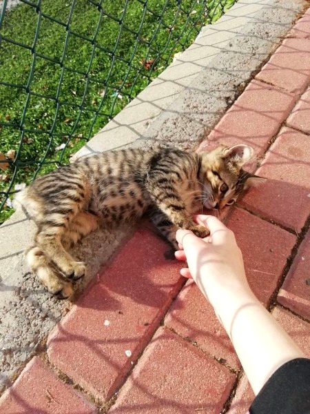 Beautiful Nature image