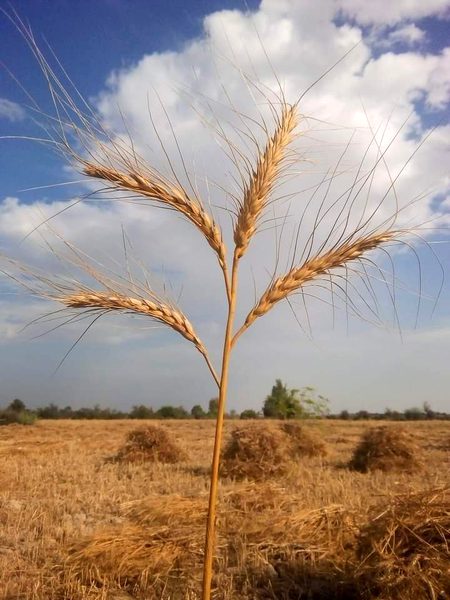 Beautiful Nature image
