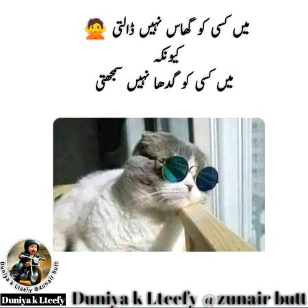 Memes & Satire image