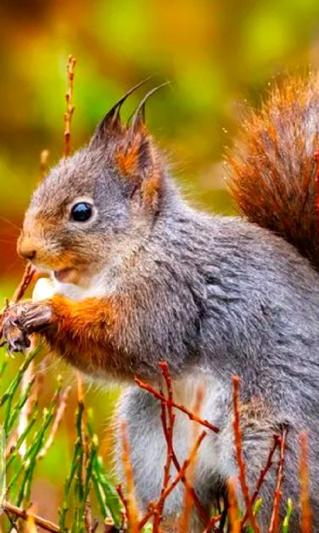 Beautiful Nature image