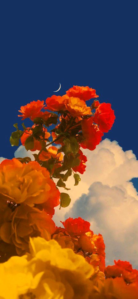 Beautiful Nature image