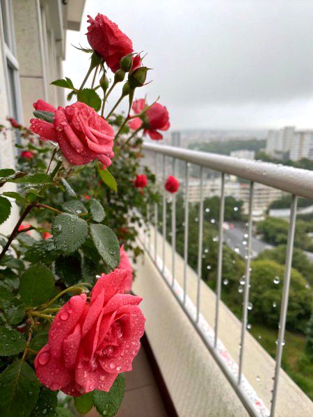 Beautiful Nature image