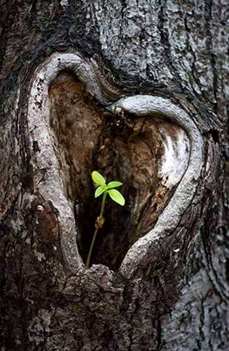 Beautiful Nature image