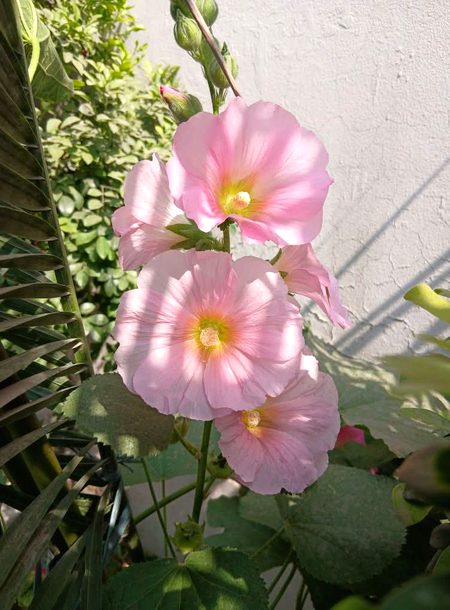 Beautiful Nature image