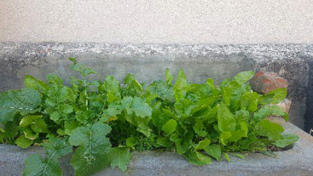Mary gar ka Gardan dako.