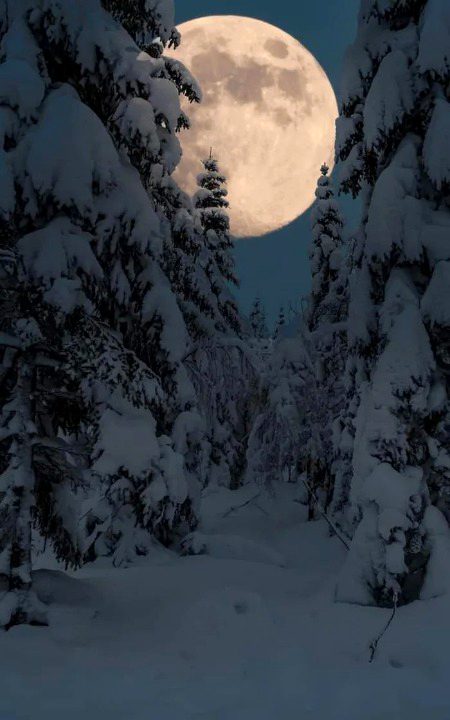 Super moon over a snowy forest