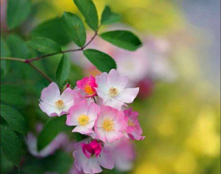 Beautiful Nature image