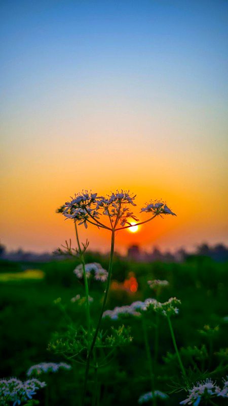 Beautiful Nature image