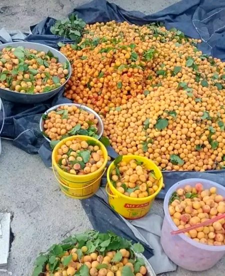 Fresh Apricot Form Chitral Valley, KPK 🇵🇰🏔️😍