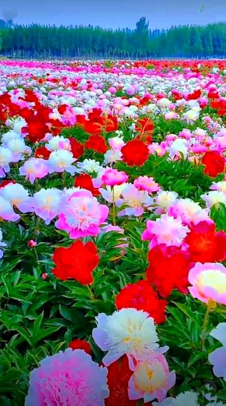 Beautiful Nature image