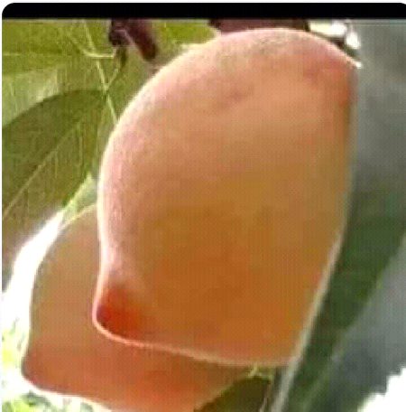 i love fruits and you?