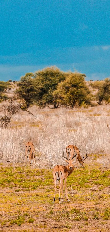 Beautiful Nature image