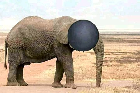 Guess the animal 😐