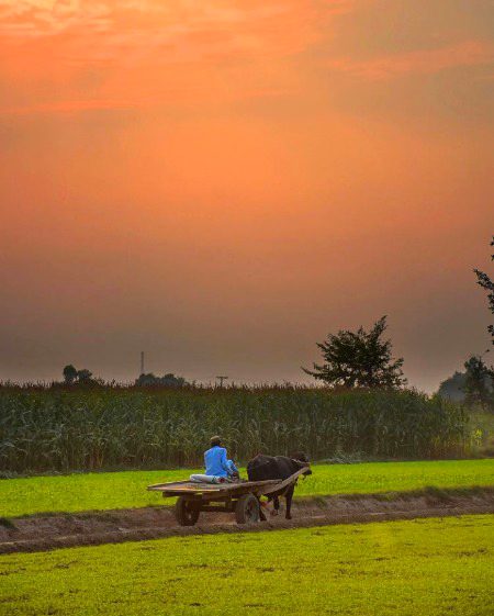 دل کشادہ ہے میرا گاؤں کے آنگن کی طرح
تیری سوچیں ہیں تیرے شہر کی گلیوں جیسی