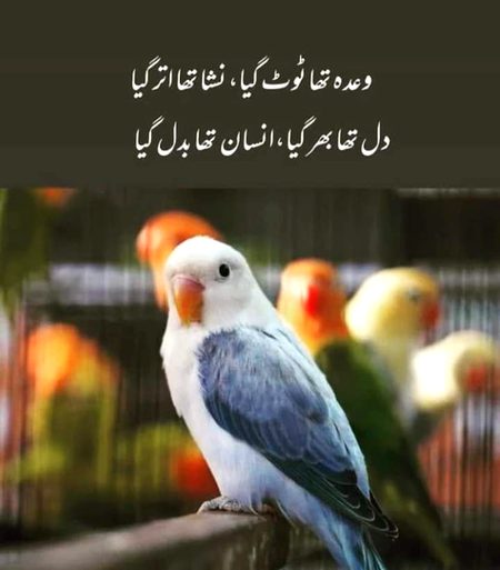 ..❤️🥀❤️..