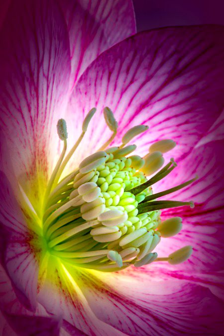 🌺🌠💗⭐🌷🌟🌸💫✨