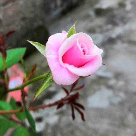 Beautiful Nature image