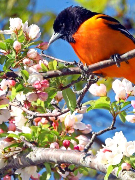 Beautiful Nature image