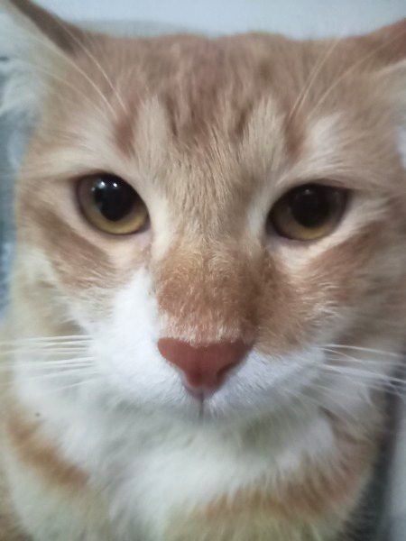 Meri billi har white cheez se dar rahi hai kiya usne koi roh jin toh nahi dekhlia..