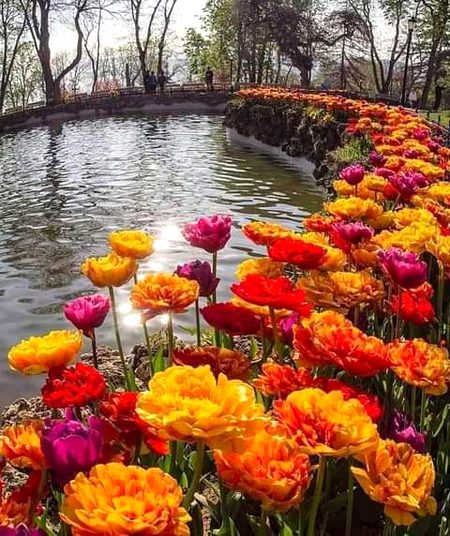 کسی کے لئے مہکتا پھول ہوں. اور کسی کو میں  کانٹوں کی طرح چبھتی ہوں 🌹🌹🌹