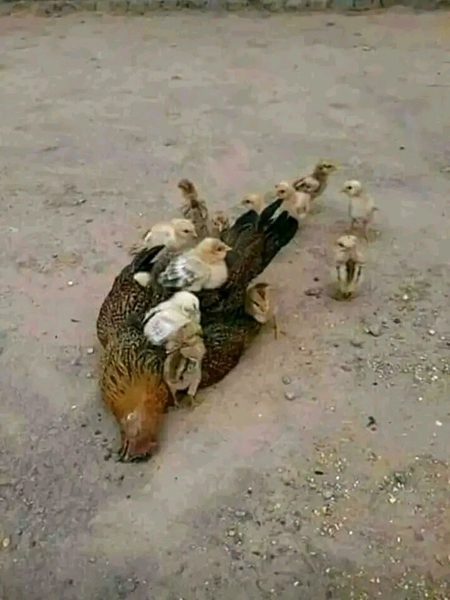 Beautiful Nature image