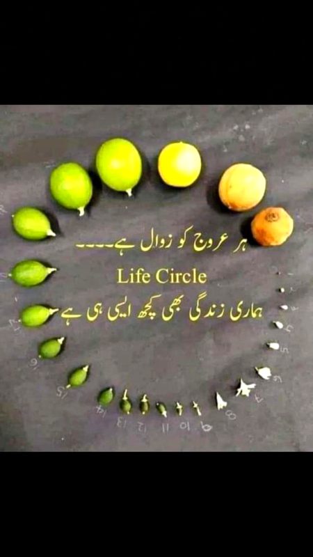 Life circle Koch asa h