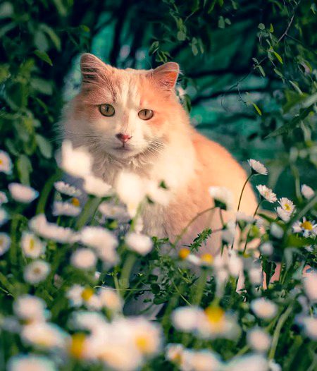 Beautiful Nature image