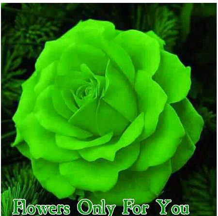 Beautifull green💚💚💚