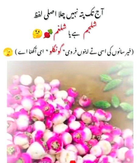 Memes & Satire image